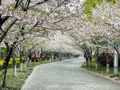-高东镇樱花园
