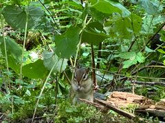 -五营红松林海景区