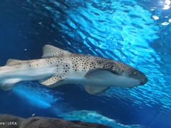 -上海海洋水族馆