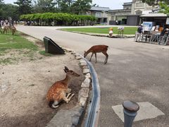 -奈良公园