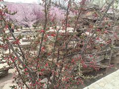 -石家庄市植物园