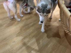 -Husky Go! 哈士奇体验馆·宠物咖啡厅狗咖