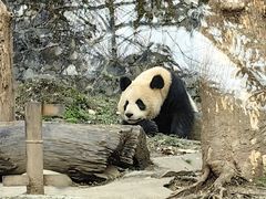 -都江堰中华大熊猫苑