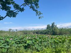 -泗洪洪泽湖湿地景区