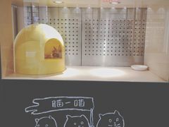-瞄一喵猫咖(格力海岸店)