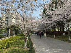 -高东镇樱花园