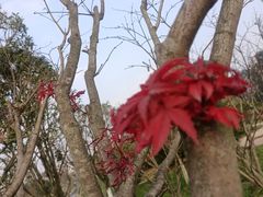 -三圣花乡旅游区