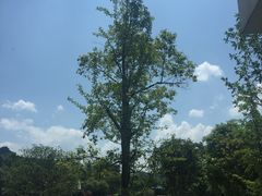 -香宫中餐厅 · 桂林香格里拉