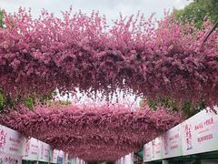 -南汇桃花村