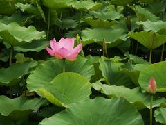 -莲花池公园
