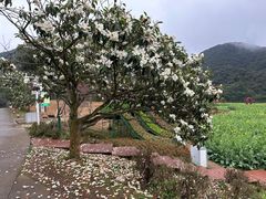 -广州市石门国家森林公园