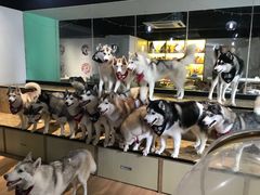 -Husky Go! 哈士奇体验馆·宠物咖啡厅狗咖