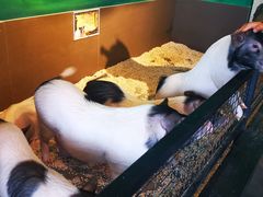 -昆明大悦城未来动物城(螺蛳湾中心店)