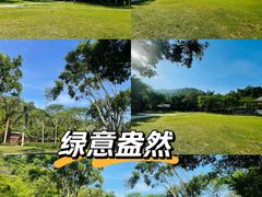-野象谷景区