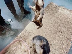-浣熊柯尔鸭土拨鼠·电玩咖