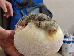 -长顺河豚馆(江洲东路)