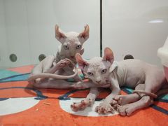 -糯米喵星人·撸猫猫舍咖啡馆(西市场嘉华店)