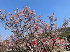-无锡梅园公园