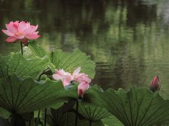 -陈家山荷花公园