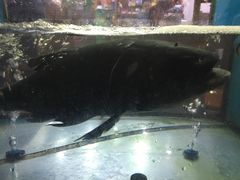 -全乐鱼馆·淳牌有机鱼直营店