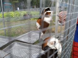 -萌宠亲子动物乐园(槐房万达店)