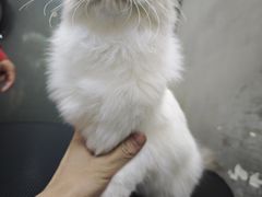 -PETKIT小佩宠物·低压洗护(国顺东路店)