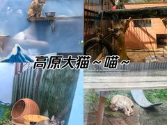 -青藏高原野生动物园