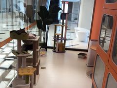 -三花喵·撸猫购宠·宠物生活馆(虹桥南丰城店)