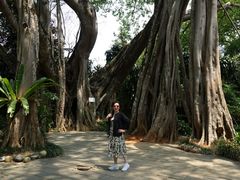 -瑞丽独树成林风景区