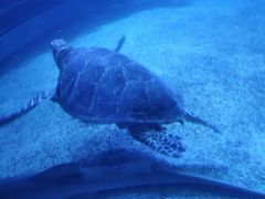 -上海市同济医院(大华门诊部)