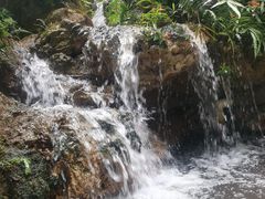 -深圳仙湖植物园