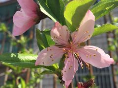 -南汇水蜜桃采摘(大团店)