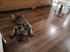 -柯斗斗主题餐厅·狗咖·围炉煮茶·茶饮(国瑞升平里店)