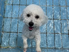 -趣玩宠物乐园寄养训犬训狗游泳池