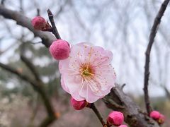 -无锡梅园公园
