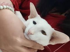 -飞行喵MR PILOT|猫舍·猫咖(静安大融城店)