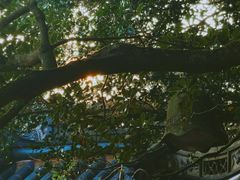 -普陀山风景区-佛顶山