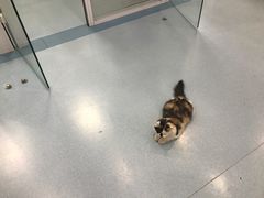 -瑞派·关忠动物医院·异宠专科·犬猫肿瘤·皮肤专科(望京店)