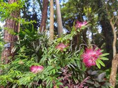 -深圳仙湖植物园