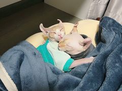 -宠颐生中康贝怡动物医院