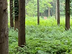 -东平国家森林公园