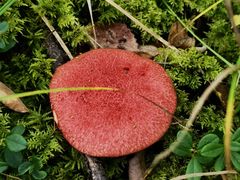 -峡谷浮石林景区