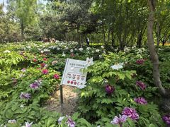 -太阳宫公园
