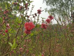 -桃花涧