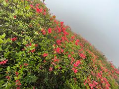 -大围山国家森林公园