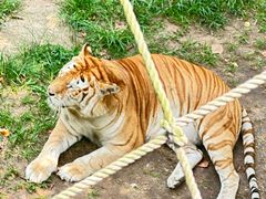 -西霞口神雕山野生动物世界