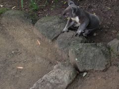 -可伦宾野生动物保护区