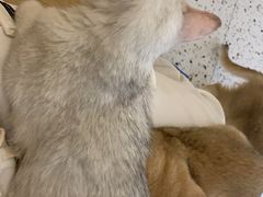 -猫域·湾主题猫咖·宠物吧(南坪城市广场店)