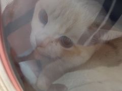 -四月宠物医院·猫专科·心脏专科·内科(转塘店)