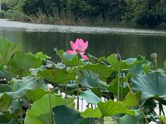 -新江湾城公园
